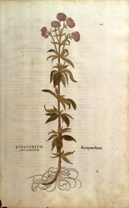 Wasserdost - Eupatorium cannabinum (Eupatorium adulterinum) von Leonhart Fuchs aus De historia stirpium commentarii insignes, kolorierte Gravur von Leonhard Fuchs