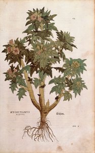 Bilsenkraut von Leonhart Fuchs aus De historia stirpium commentarii insignes, kolorierte Gravur