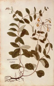 Geißblatt (Lonicera periclymenum) aus De historia stirpium commentarii insignes (Bemerkenswerte Kommentare zur Geschichte der Pflanzen), kolorierter Stich