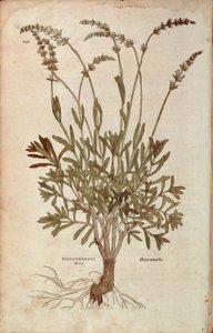 Lavendel - Lavandula spica von Leonhart Fuchs aus De historia stirpium commentarii insignes, kolorierte Gravur von Leonhard Fuchs