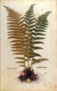 Männlicher Farn (Dryopteris filix-mas) von Leonhart Fuchs aus De historia stirpium commentarii insignes (Bemerkenswerte Kommentare zur Geschichte der Pflanzen), kolorierter Stich