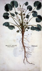 Malva Sylvestris (Große Malve) - in „De Historia Stirpium commentarii insignia“ von Leonhart Fuchs von Leonhard Fuchs