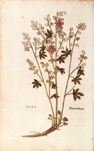 Eibisch - Althaea von Leonhart Fuchs aus De historia stirpium commentarii insignes (Bemerkenswerte Kommentare zur Geschichte der Pflanzen), kolorierte Gravur