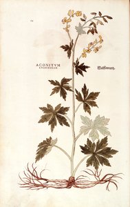 Nordischer Eisenhut von Leonhart Fuchs aus De historia stirpium commentarii insignes, kolorierte Gravur