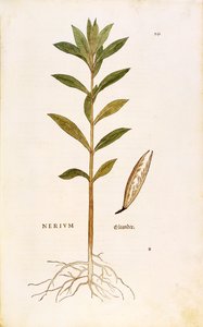 Oleander (Nerium oleander) von Leonhart Fuchs aus De historia stirpium commentarii insignes (Bemerkenswerte Kommentare zur Geschichte der Pflanzen), kolorierte Gravur von Leonhard Fuchs
