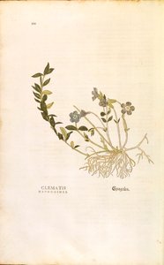 Immergrün - Vinca minor von Leonhart Fuchs aus De historia stirpium commentarii insignes, kolorierte Gravur von Leonhard Fuchs