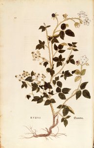 Tafel: Brombeere von Leonhart Fuchs aus De historia stirpium commentarii insignes, kolorierte Gravur