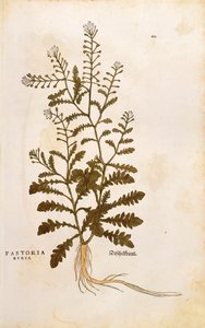 Hirtentäschel - Capsella bursa-pastoris (Pastoria bursa) von Leonhart Fuchs aus De historia stirpium commentarii insignes (Bemerkenswerte Kommentare zur Geschichte der Pflanzen), kolorierter Stich