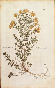 Johanniskraut von Leonhart Fuchs aus De historia stirpium commentarii insignes, kolorierte Gravur von Leonhard Fuchs