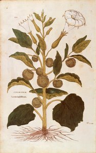 Stechapfel - Datura stramonium von Leonhart Fuchs aus De historia stirpium commentarii insignes, kolorierte Gravur von Leonhard Fuchs