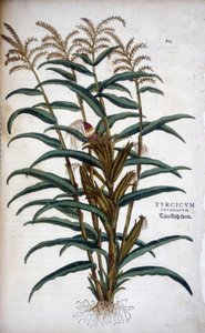 Turcicum Frumentum (Mais) - in „De Historia Stirpium commentarii insignes“ von Leonhart Fuchs von Leonhard Fuchs