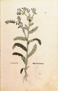 Natternkopf oder Blauer Heinrich - Echium vulgare (Echion) von Leonhart Fuchs aus De historia stirpium commentarii insignes (Bemerkenswerte Kommentare zur Geschichte der Pflanzen), kolorierter Stich von Leonhard Fuchs