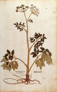 Wilde Engelwurz (Angelica sylvestris) von Leonhart Fuchs aus De historia stirpium commentarii insignes (Bemerkenswerte Kommentare zur Geschichte der Pflanzen), kolorierte Gravur von Leonhard Fuchs