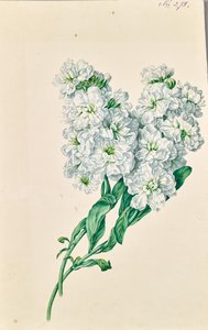 Weiße Blumen