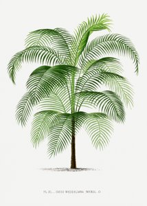 Xi Cocos Weddeliana von Les Palmiers Histoire Iconographique