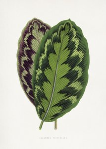 Calathea Veitchiana Blatt Illustration