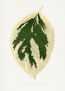 Illustration des Hortensie Japonica Variegata Blattes von Les Plantes a Feuillage Colore