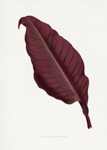 Illustration des Rosa Canna Atronigricans Blattes von Les Plantes a Feuillage Colore