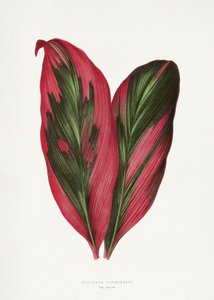 Illustration des Rosa Dracaena Terminalis Blattes von Les Plantes a Feuillage Colore