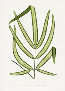 Pteris Cretica Blatt Illustration