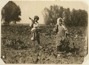 Amelia und Mary Luft, 9 und 12, schneiden Zuckerrüben auf einer Farm in der Nähe von Sterling, Colorado, 1915 von Lewis Wickes Hine