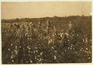 Familie pflückt Baumwolle in der Nähe von McKinney, Texas, 1913