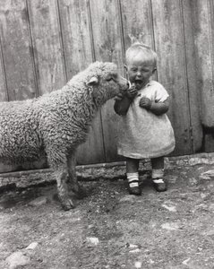 Lamm interessiert sich für den Snack eines kleinen Kindes, ca. 1930er von Unbekannt Unbekannt