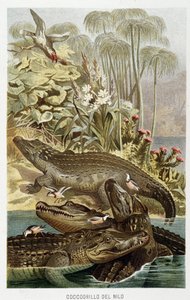 Nilkrokodile (Crocodilus nicoticus) - in „La Vita degli animali“ von A.E. Brehm, Turin