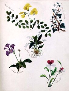 Wildblumen