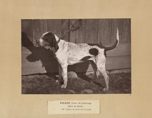 Pilote, Hund von Saintonge, Meute von Virelade, A.M. Joseph de Carayon Latour