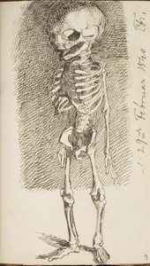 Skizze eines stehenden Skeletts