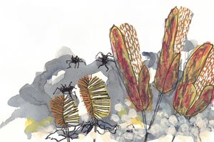 Botanische Banksia-Spinnen
