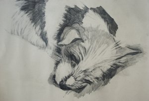 Jack Russel