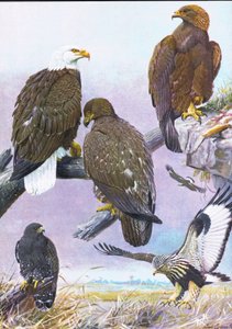Weißkopfseeadler, Amerikanischer Steinadler, Amerikanischer Rauhfußbussard