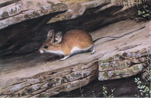 Großohrige Pinion-Maus repräsentiert den Weißfuß-Clan in den zerklüfteten Canyons des Südwestens von Louis Agassiz Fuertes