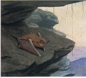 Freischwanzfledermaus