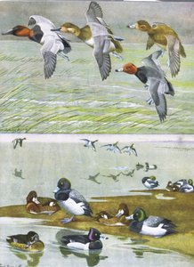 Illustration aus Die Naturgeschichte der amerikanischen Vögel von Ost- und Zentral-Nordamerika, veröffentlicht von Bramhall House, ca. 1970 von Louis Agassiz Fuertes