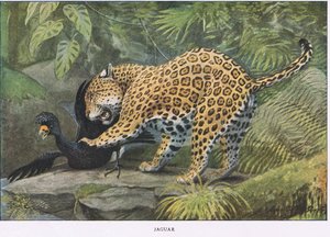 Jaguar von Louis Agassiz Fuertes