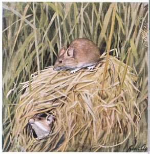 Westliche Erntemaus lebt und brütet in einem grasigen Nest von Louis Agassiz Fuertes