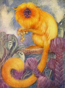 Im Zoo: Marmoset-Affe von Louis Augustus Sargent