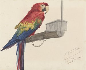 Papagei