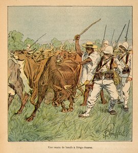 Der Krieg in Madagaskar - Anekdotische Geschichte der französischen Expeditionen von 1885-1895 von Henri Galli dit Galllichet (1854-1922), illustriert von Louis Bombled (1862-1927): In Diego-Suarez fordert die französische Armee Ochsen, Privatbesitz