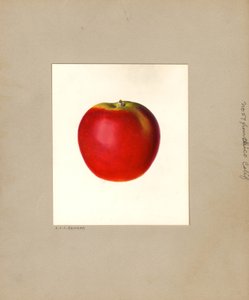 Apfel (Malus domestica: Nr. 57) von Louis Charles Christopher Krieger