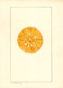 Orange (Citrus sinensis) von Louis Charles Christopher Krieger