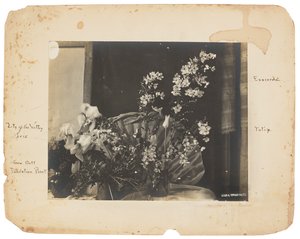 Tiffany Studios, ca. 1898-1920