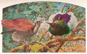 Zwölfdrähte Paradiesvögel, ca. 1910 von Louis Fairfax Muckley