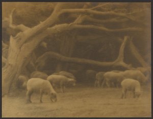 Ein Alter Wald