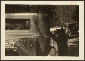 [Bär am Auto] von Louis Fleckenstein