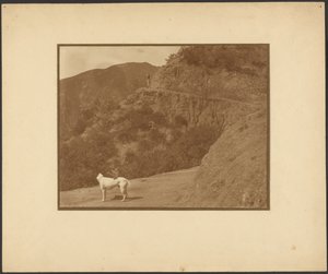 [Hund und Frau in bergiger Landschaft] von Louis Fleckenstein