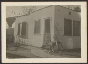 [Hund in der Nähe des Hauses]